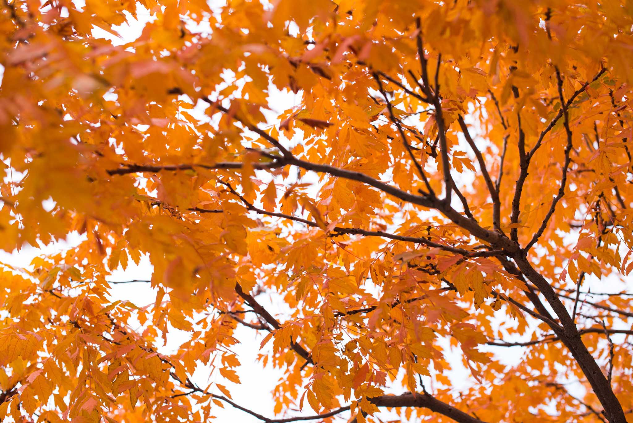 Long-term legacy landscape representing enduring estate preservation